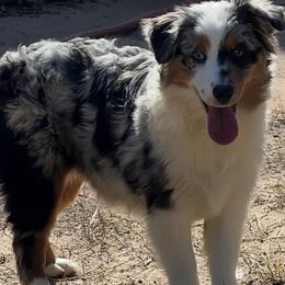 Miniature American Shepherd puppies from Red Rock