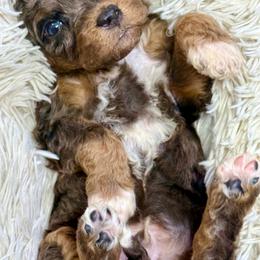 Tricolor merle male - Blue merle male Bernedoodle puppy in Crete, Illinois from Plum Valley Pups