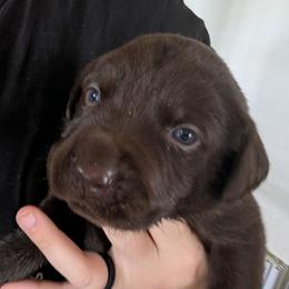 Shelby (purple collar) - Chocolate female Labrador Retriever puppy in Commerce, Oklahoma from Standing Water Kennels