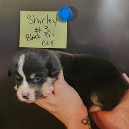 Shirley boy 3 - Black and white male American Corgi puppy in Hampton, Tennessee from TC Farms Stock Dogs - Miniature Australian Shepherds