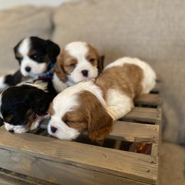 Cavalier King Charles Spaniel Puppies from SHANNON'S CAVALIERS
