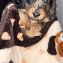 Dachshund All Grown Up from Briana's Dachshunds