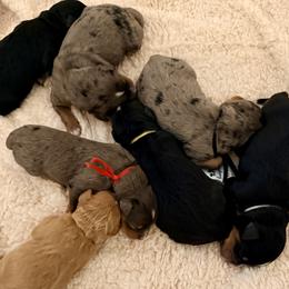 Bernedoodle puppies from BFF Bernedoodles