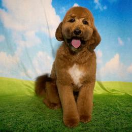 Ellie - Goldendoodle