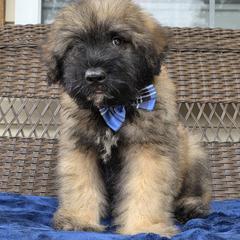 AKC Moose - Fawn male Bouvier des Flandres puppy in Marionville, Missouri from Sandbox Puppies