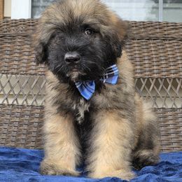 AKC Moose - Fawn male Bouvier des Flandres puppy in Marionville, Missouri from Sandbox Puppies