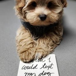 Maltese and Maltipoo Puppies from PrissyPawz