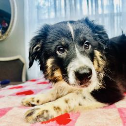 Blossom - Black tri female Miniature Australian Shepherd puppy in Wauchula, Florida from Sun & Moon Aussies