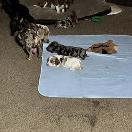 Dachshund Puppies from The Weenie Herd Mom