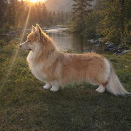 Slick - Pembroke Welsh Corgi