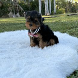 Bella - Black and gold female Yorkshire Terrier puppy in Naples, Florida from Puppies Forever 💙❤️🐶