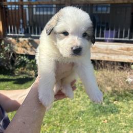 Boy 4 - White and badger male Great Pyrenees puppy in North Fork, California from Heritage Mountain Ranch