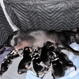 Dachshund Puppies from Dachshunds of the Desert