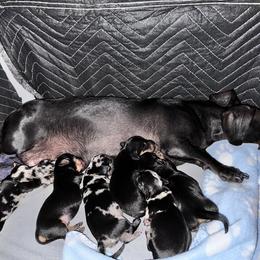 Dachshund Puppies from Dachshunds of the Desert