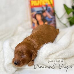 Cavapoo Puppies from Pup Fiction Breeders