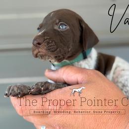 Valor - male German Shorthaired Pointer puppy in Six Mile, South Carolina from The Proper Pointer Co.
