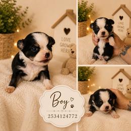 Diaper - Black and white male Chihuahua puppy in Parkland, Washington from Best pets