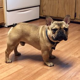 Diesel - French Bulldog