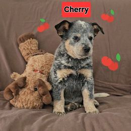 'Cherry' Bomb - Blue speckled female Australian Cattle Dog puppy in China Grove, North Carolina from Indigojos Australian Cattle Dogs