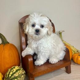 Jack - Gold and white male Shihpoo puppy in Rolla, Missouri from Keggie's Kritters