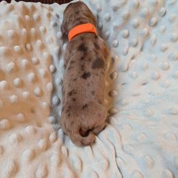 Fiesty - Chocolate and tan male Dachshund puppy in Huachuca City, Arizona from Az's B&B Doxies