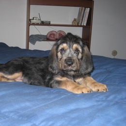 Otterhound Puppies from Blue Fairy Otterhounds