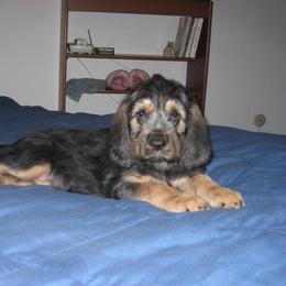 Otterhound Puppies from Blue Fairy Otterhounds