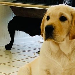 Labrador Retrievers from Paws by Grace Labradors