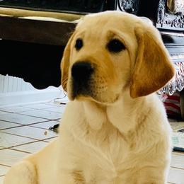 Labrador Retrievers from Paws by Grace Labradors