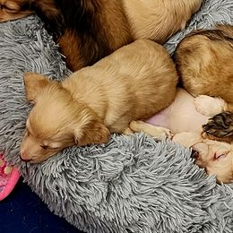 Dachshunds from Ramey Dachshunds