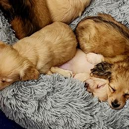Dachshunds from Ramey Dachshunds
