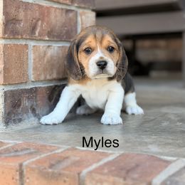 Myles - Black tan and white male Beagle puppy in Mansfield, Missouri from Rippee Creek Kennel