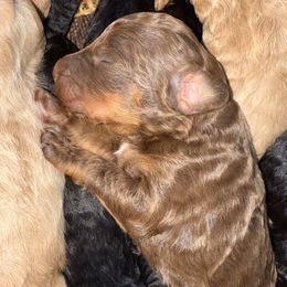 Maple - Brown female Poodle puppy in Richlands, North Carolina from PND Kennel
