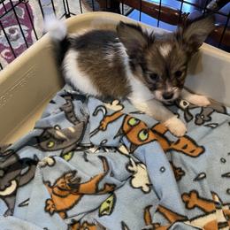 Boy  1 - Red white and sable male Papillon puppy in Peoria, Illinois from Sass*A*Frass Papillons