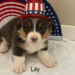 Lily - Blue female Pembroke Welsh Corgi puppy in Montgomery County, Tennessee from Anita’s little Corgi Haven
