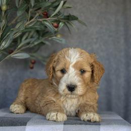 Chloe - Apricot female Goldendoodle puppy in Apopka, Florida from Rae Precious Puppies