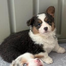 Iris - Fluffy Bluie Tri - Black and tan female American Corgi puppy in Anderson, California from Flying K Corgis