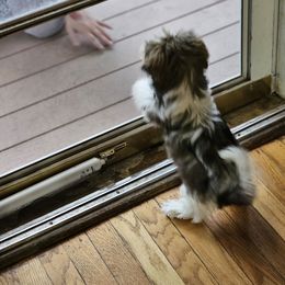 Gypsy - Shih Tzu