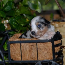 Sissy - Blue merle female Australian Shepherd puppy in Marshall, Texas from Flying S Aussies