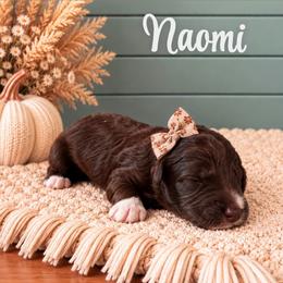 Naomi - Chocolate female Goldendoodle puppy in Charlotte, North Carolina from Hopeful Heart Doodles