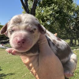 Gatsby - Dapple male Dachshund puppy in Bentonville, Arkansas from Boujee Buns Dachshunds