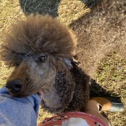 Hazel - Poodle