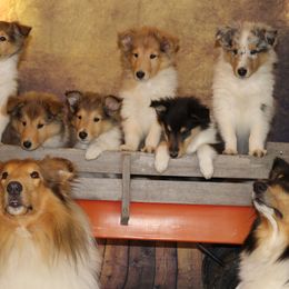 Collie Puppies from Circle H Farm