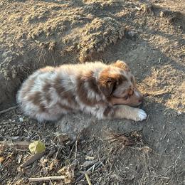 Boy 2 - Red merle male Australian Shepherd puppy in Spring Creek, Nevada from Knotts Dalmatians/Australian Shepherds