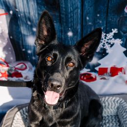 Julz - German Shepherd