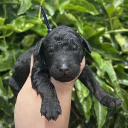 Portobello - Phantom male Poodle puppy in Arroyo Grande, California from Ever So Clever Poodles