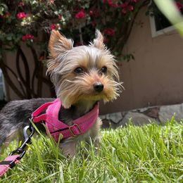 Yorkshire Terriers from Loyal Yorkies
