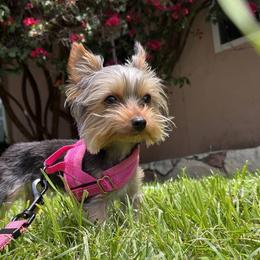Yorkshire Terriers from Loyal Yorkies