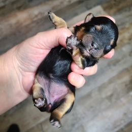 Yorkipoo Puppies from Gin and Stella's Adventures