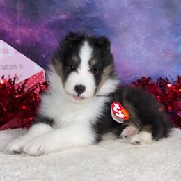 Smores - Black white and tan male Shetland Sheepdog puppy in Elk, Washington from Asgard Shetland Sheepdogs